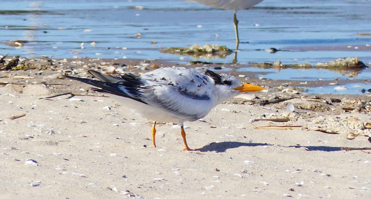 Royal Tern - ML642794218