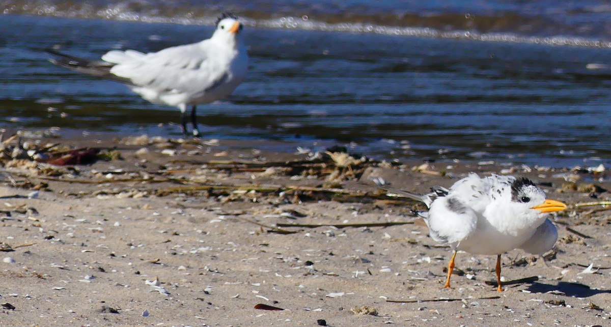 Royal Tern - ML642794219