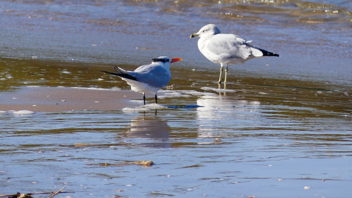 Royal Tern - ML642794220