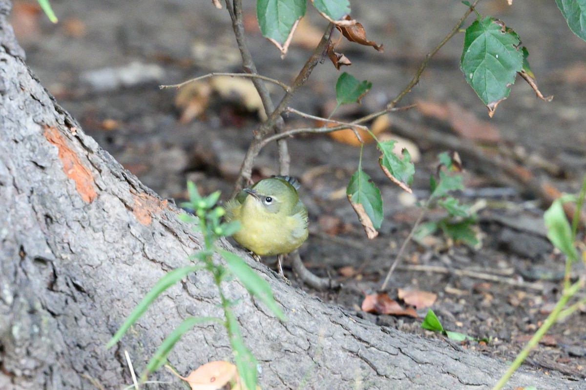 Black-throated Blue Warbler - ML642794227