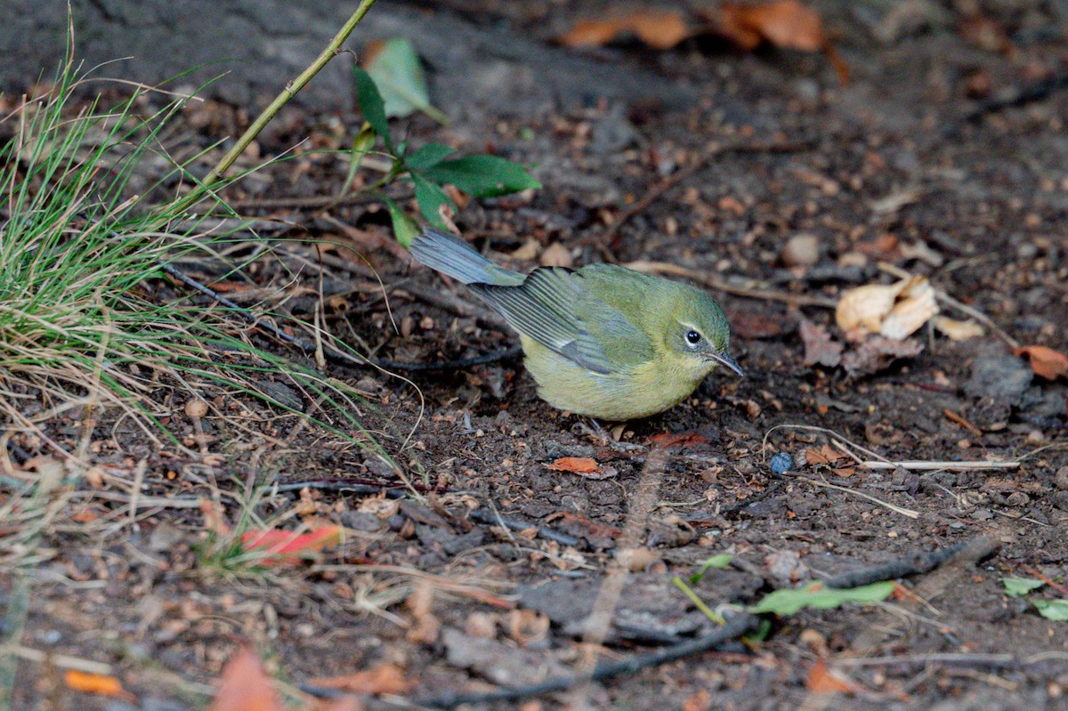 Black-throated Blue Warbler - ML642794228