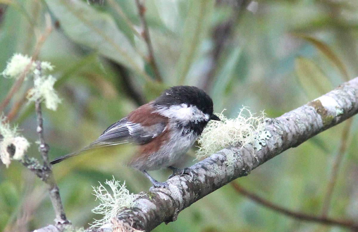 Chestnut-backed Chickadee - ML642794234