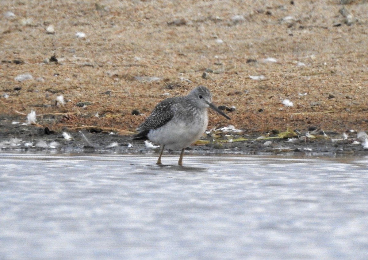 Greater Yellowlegs - ML642794239