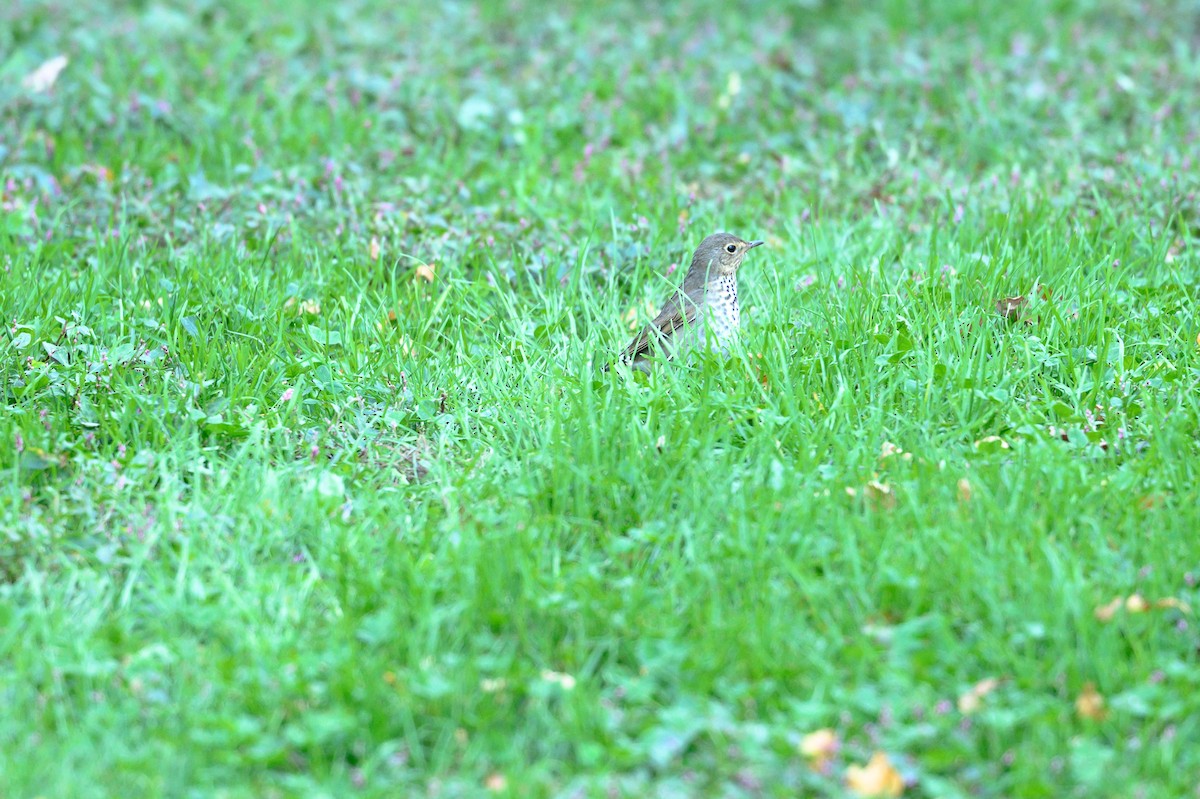 Swainson's Thrush - ML642794241