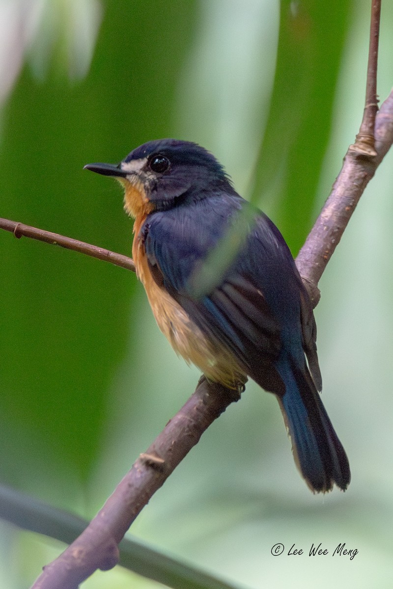Mangrove Blue Flycatcher - ML642794254