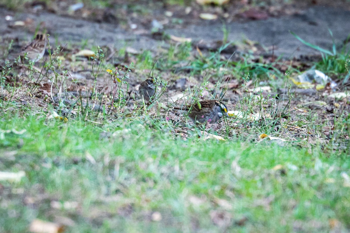 White-throated Sparrow - ML642794263