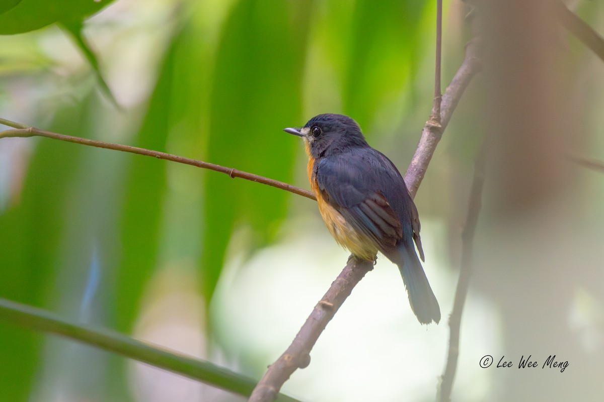 Mangrove Blue Flycatcher - ML642794264