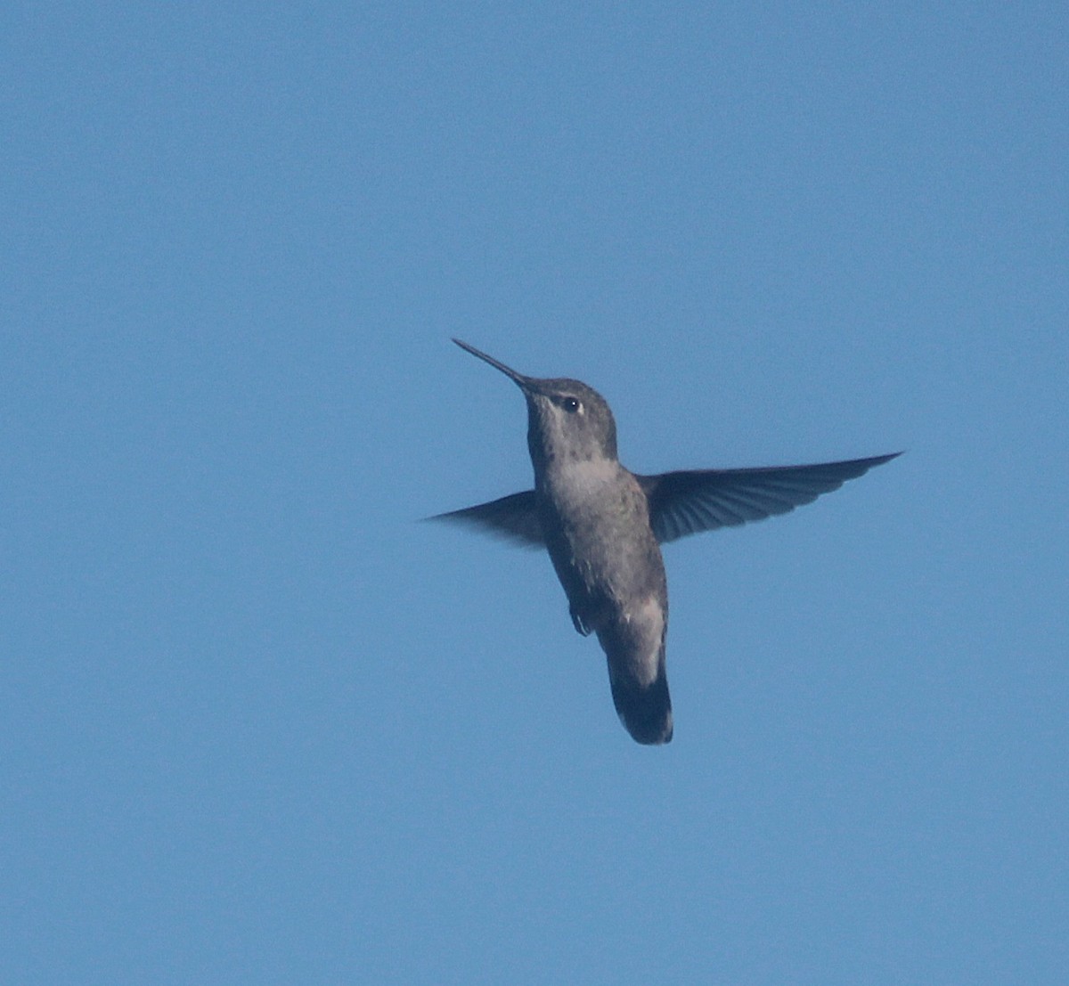 Anna's Hummingbird - ML642794266