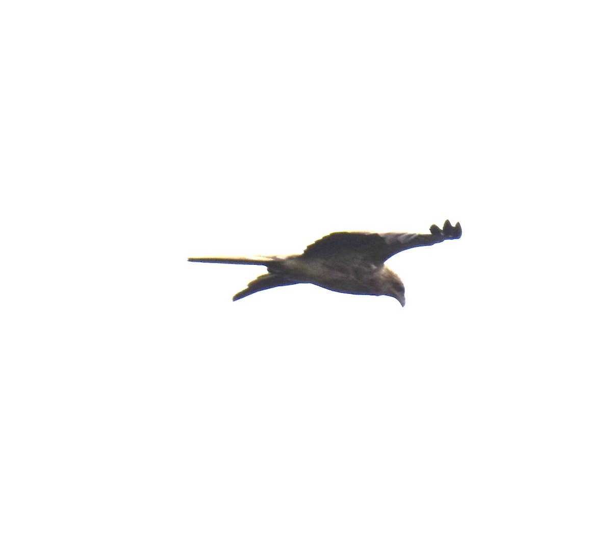 Whistling Kite - ML642794267