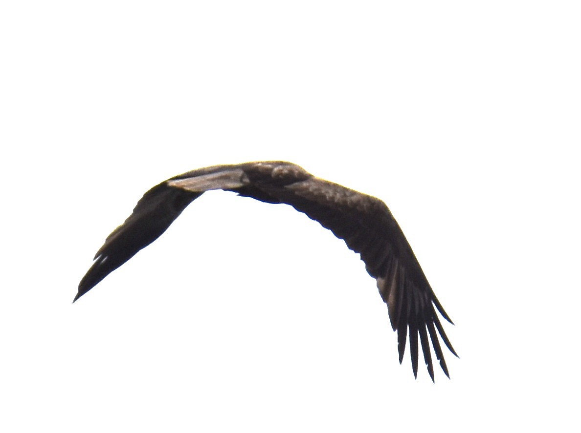 Whistling Kite - ML642794268