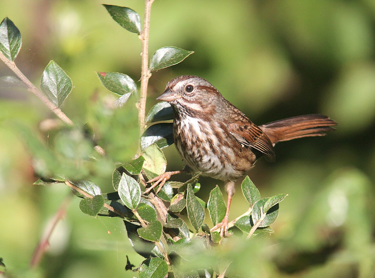 Song Sparrow (heermanni Group) - ML642794269