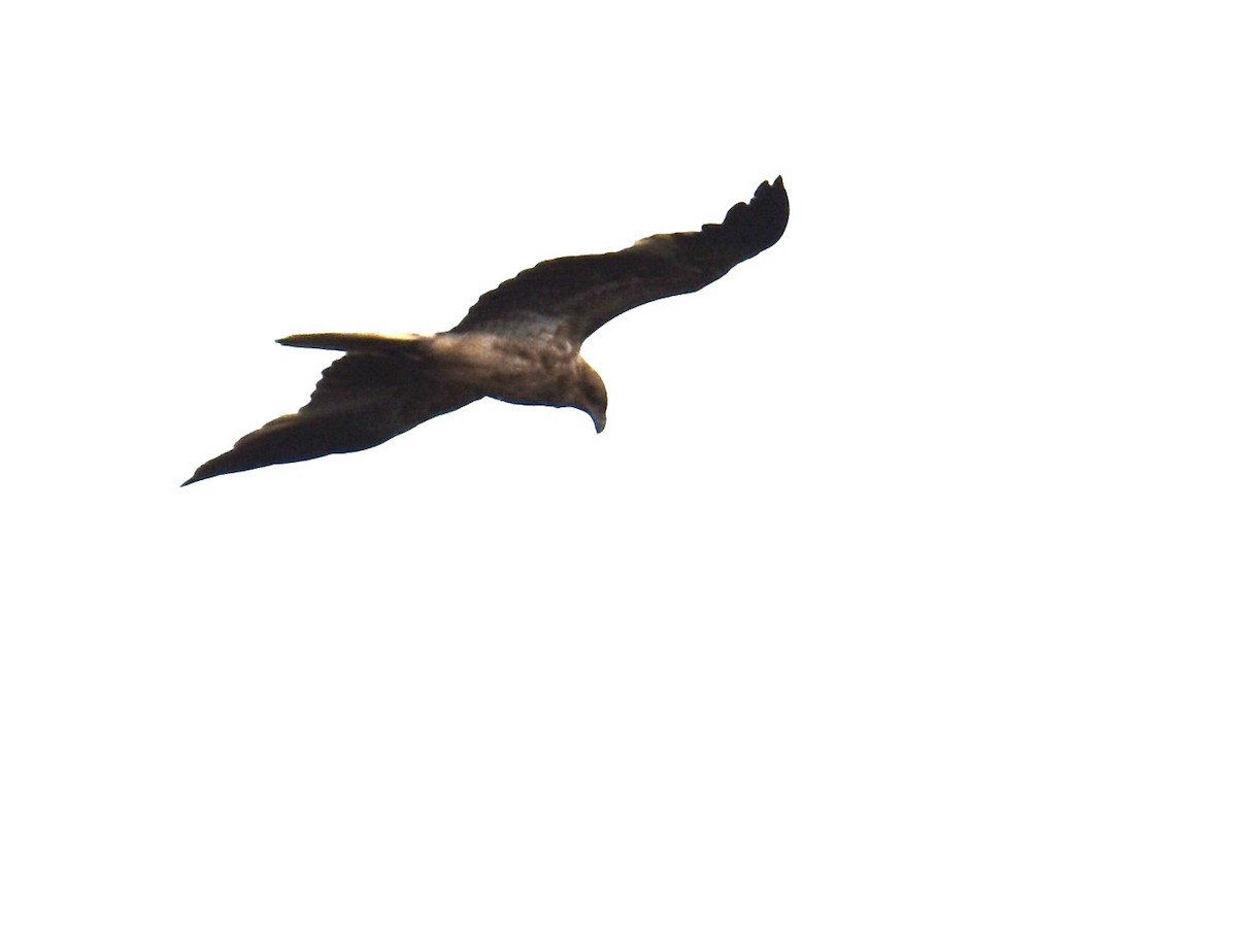 Whistling Kite - ML642794270