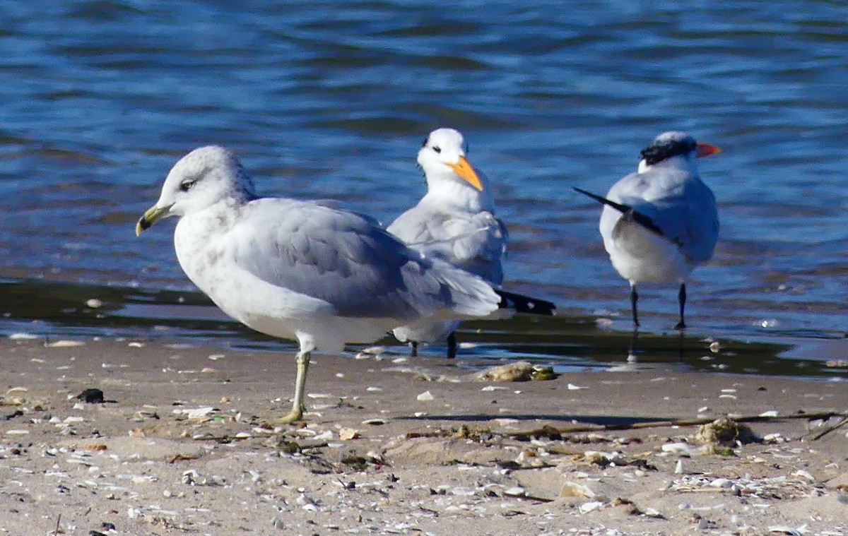 Ring-billed Gull - ML642794272