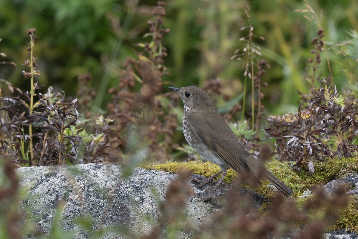 Gray-cheeked Thrush - ML642794279
