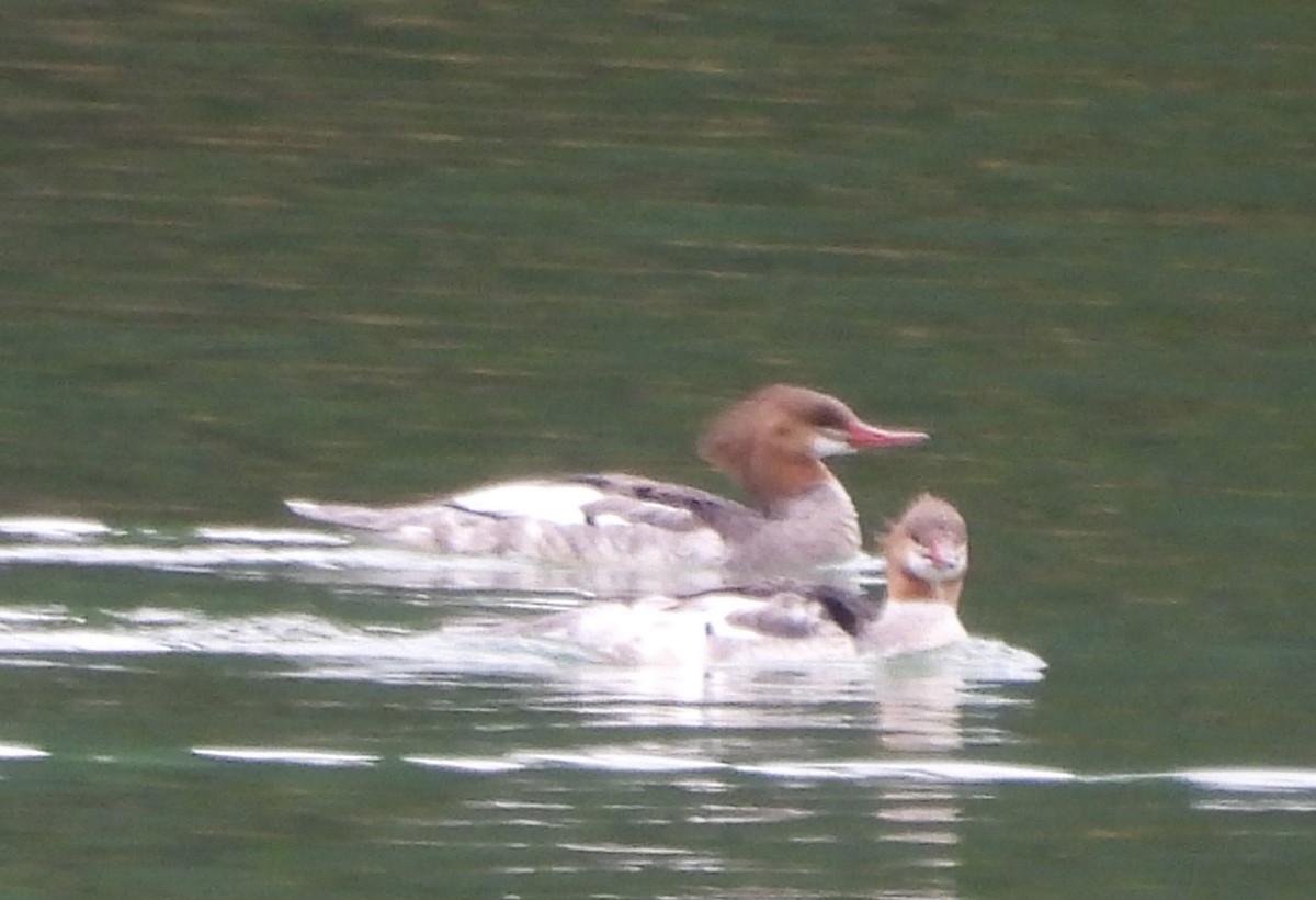 Common Merganser (North American) - ML642794288