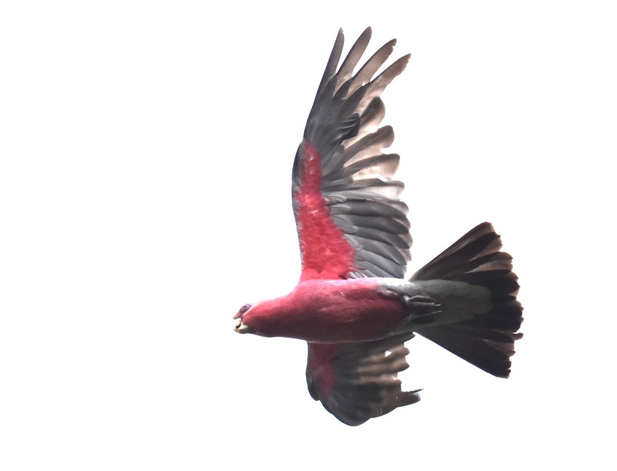 Galah - ML642794289
