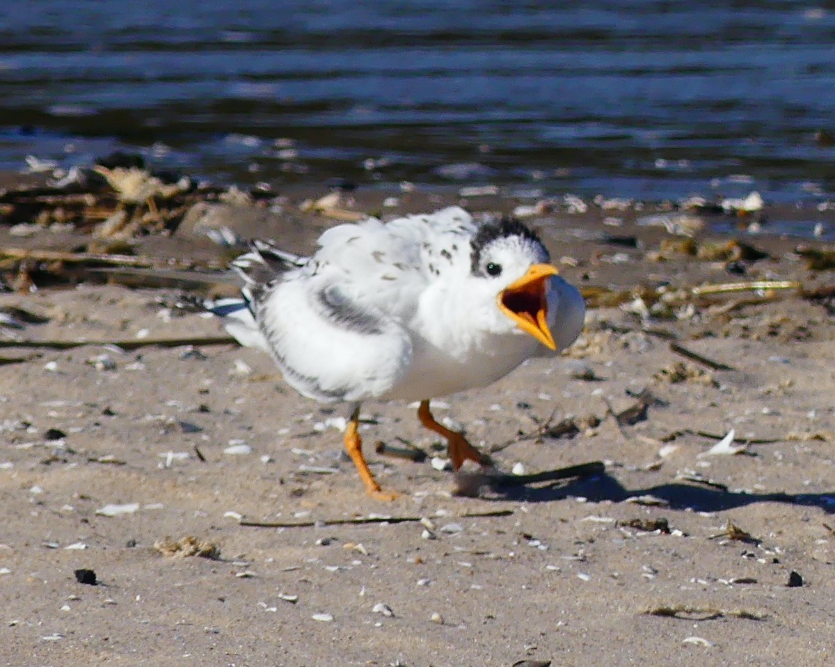 Royal Tern - ML642794290