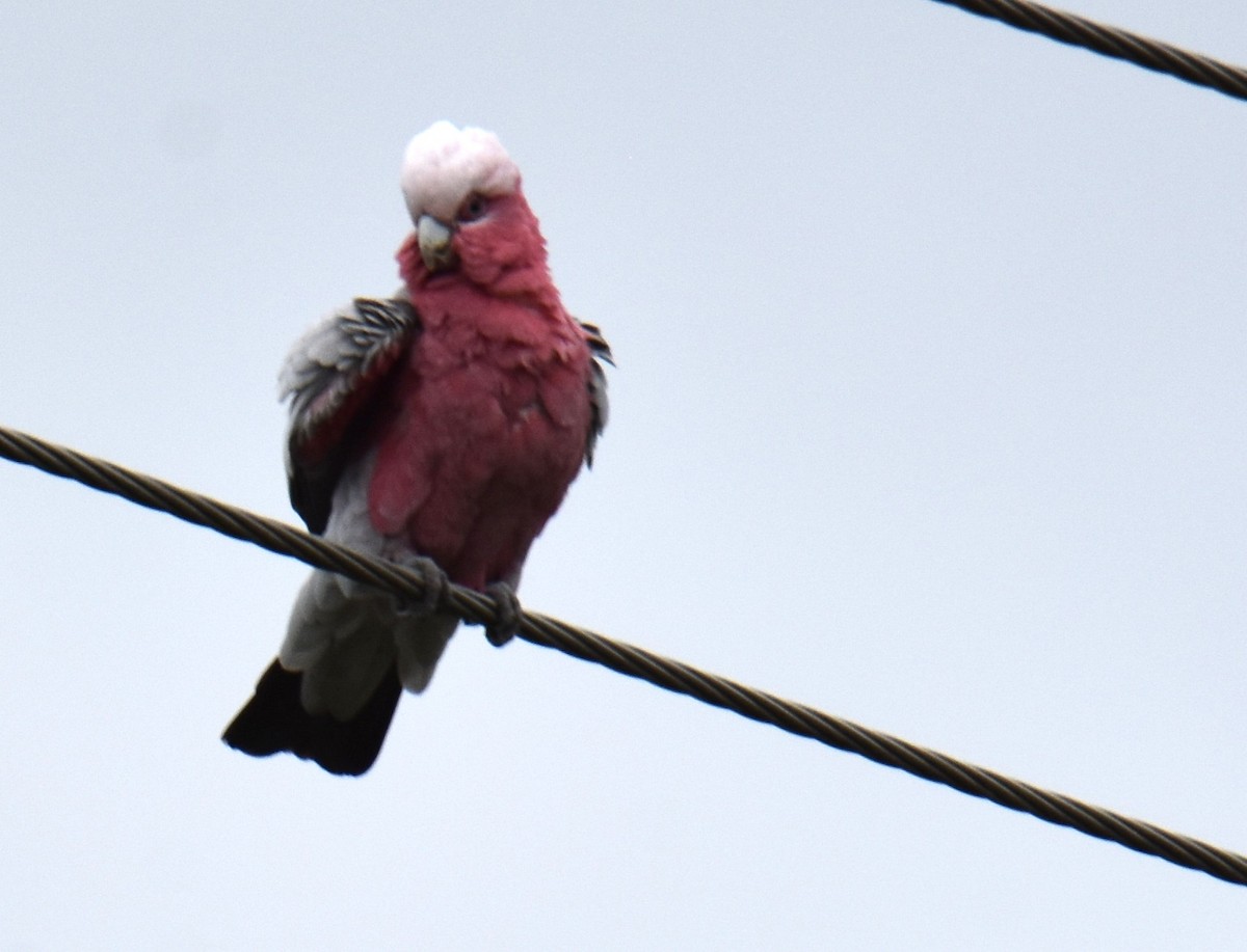 Galah - ML642794294