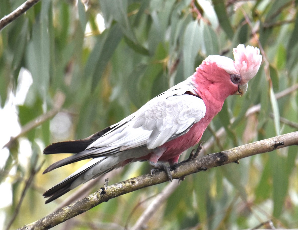 Galah - ML642794295
