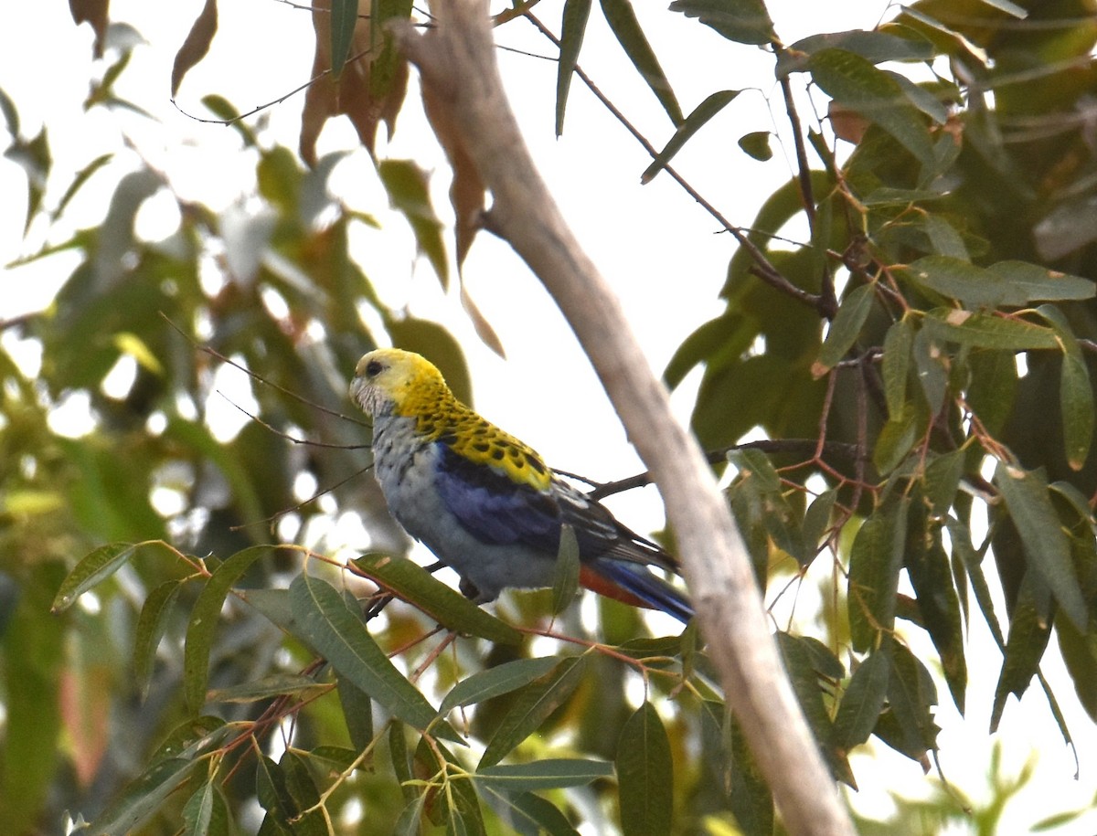 Pale-headed Rosella - ML642794328