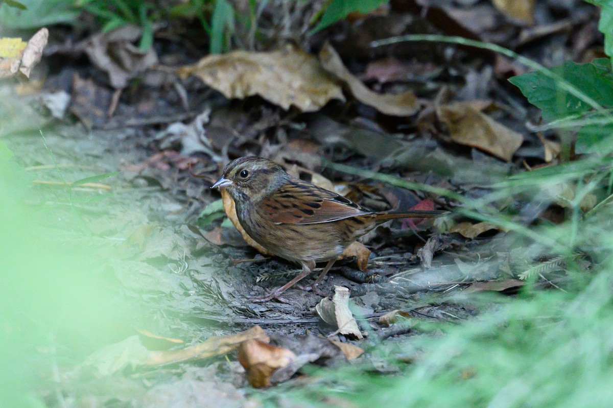 Swamp Sparrow - ML642794332