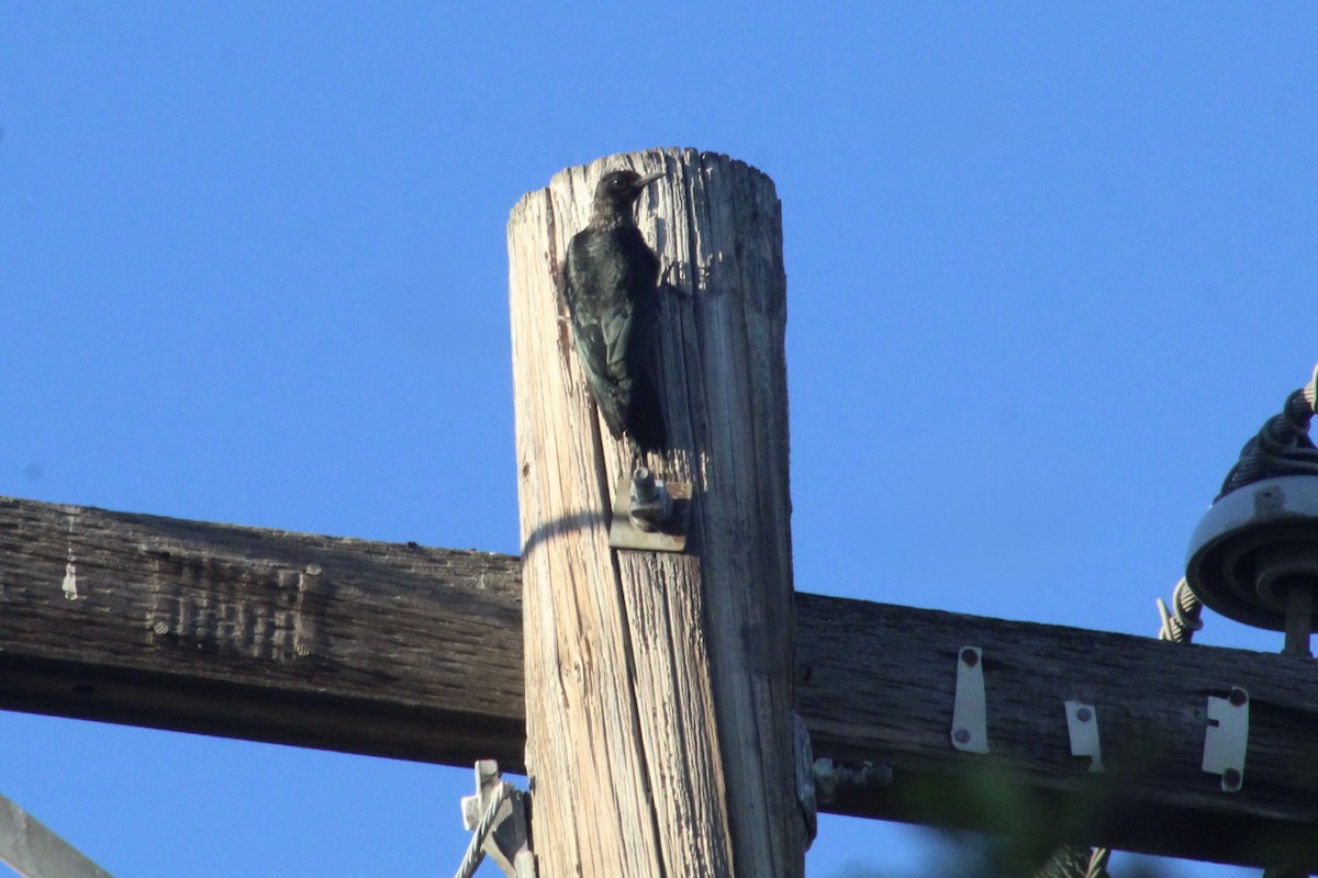Lewis's Woodpecker - ML642794334