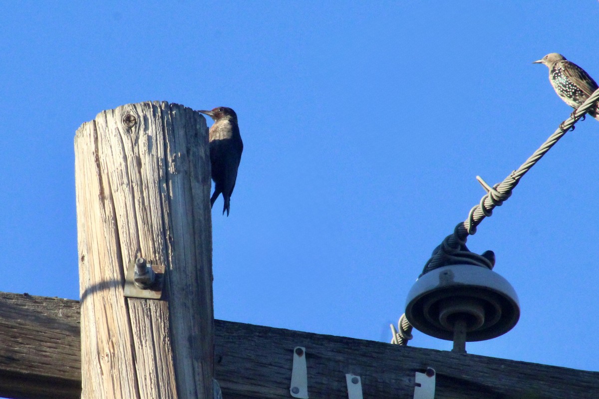 Lewis's Woodpecker - ML642794336