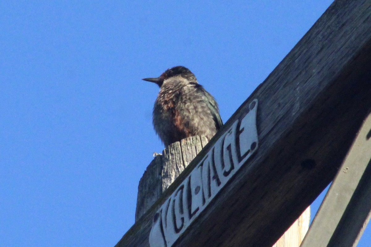 Lewis's Woodpecker - ML642794338