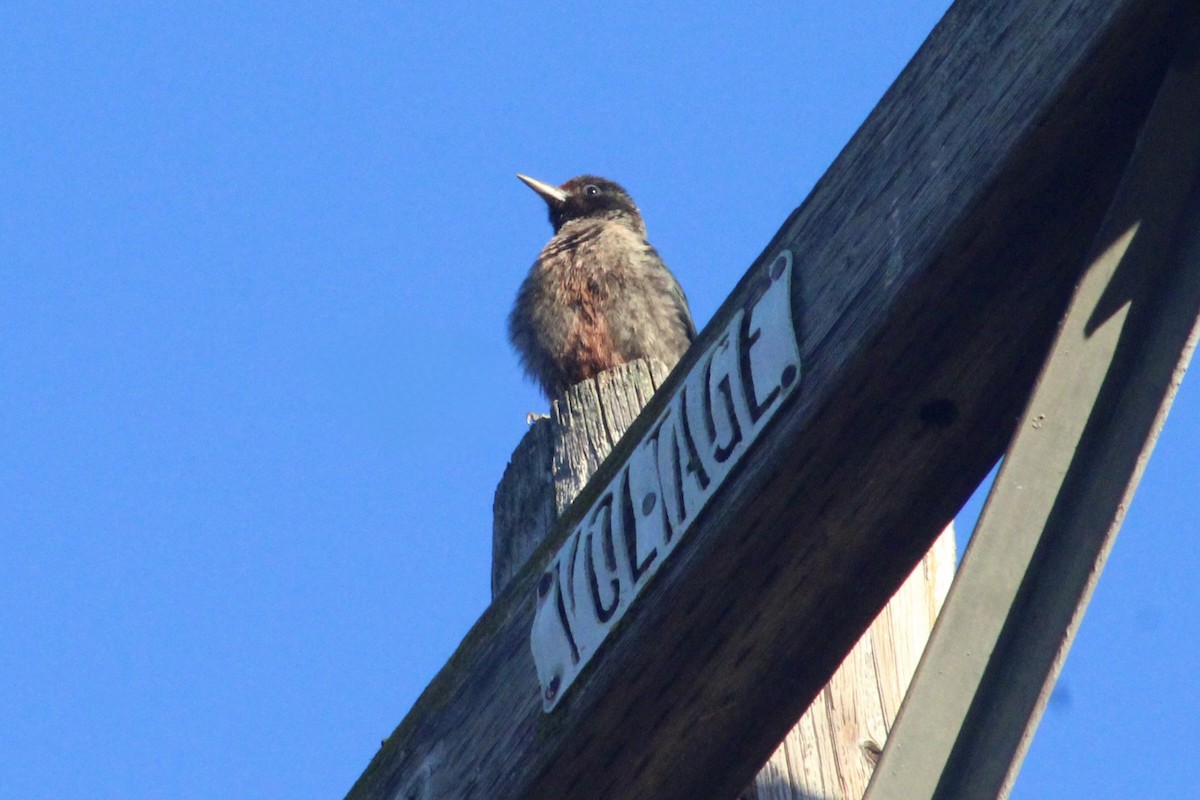 Lewis's Woodpecker - ML642794342