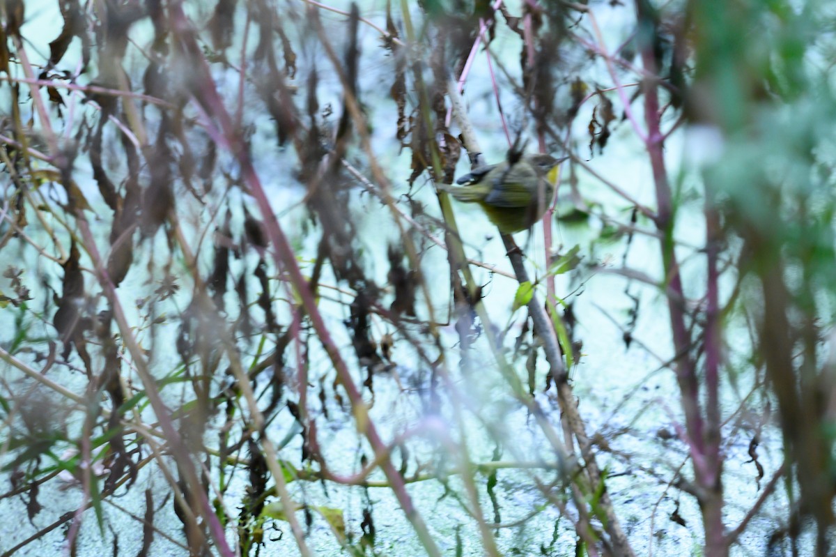 Nashville Warbler - ML642794350