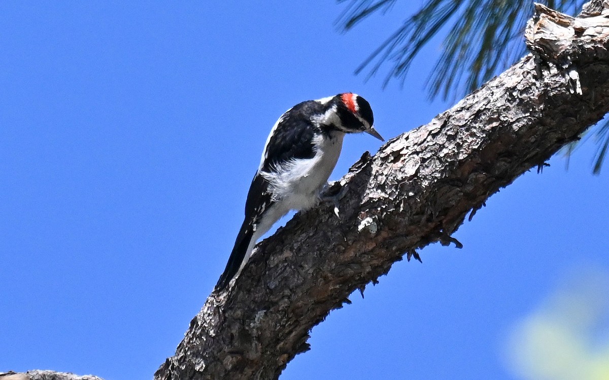Hairy Woodpecker - ML642794356