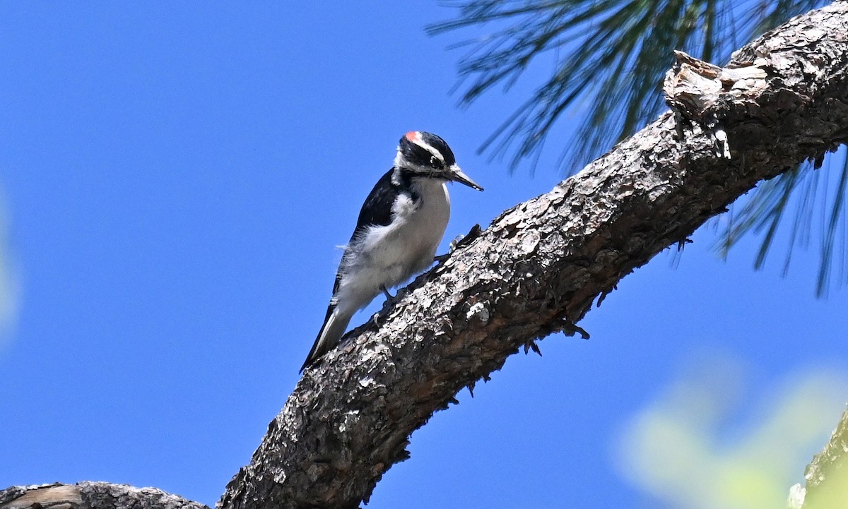 Hairy Woodpecker - ML642794357