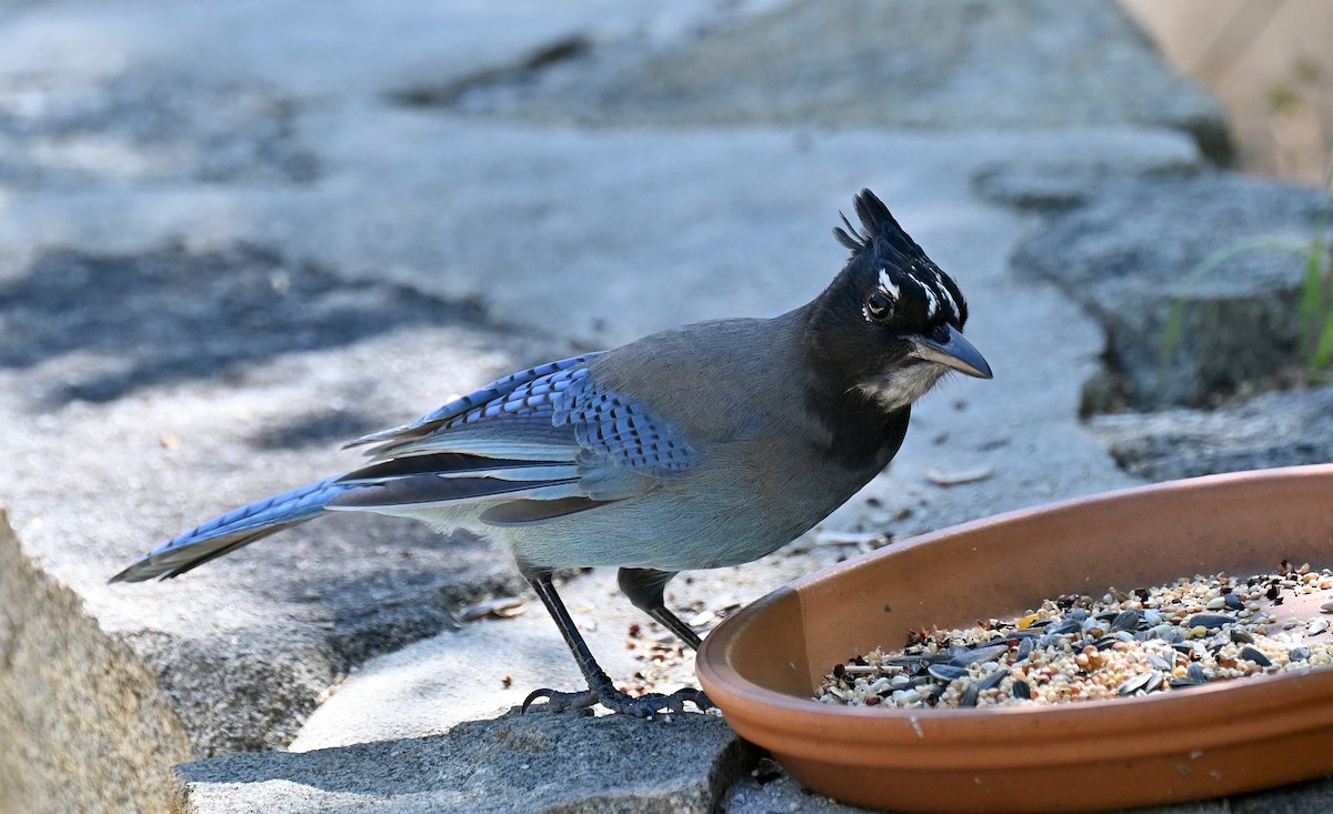 Steller's Jay - ML642794366