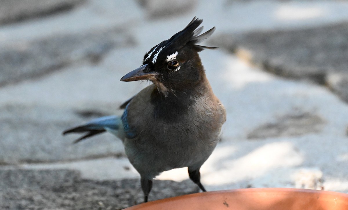 Steller's Jay - ML642794367