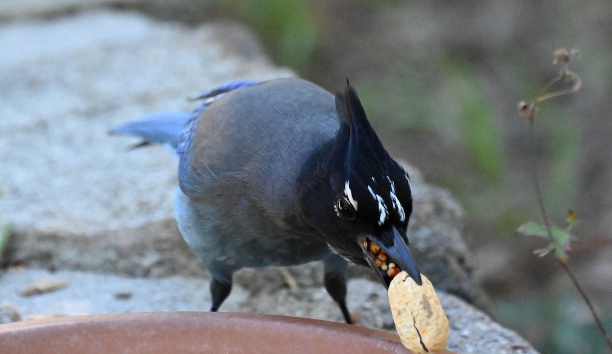 Steller's Jay - ML642794368