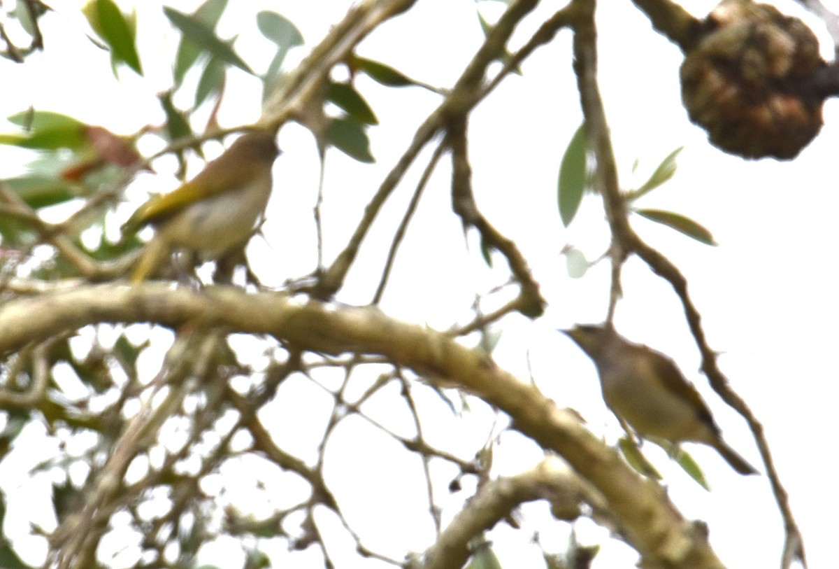Brown Honeyeater - ML642794395
