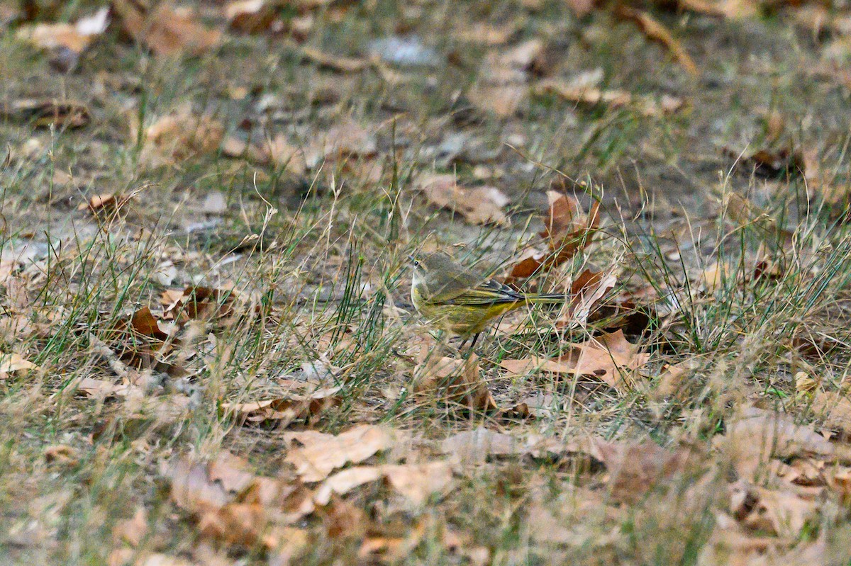 Cape May Warbler - ML642794396