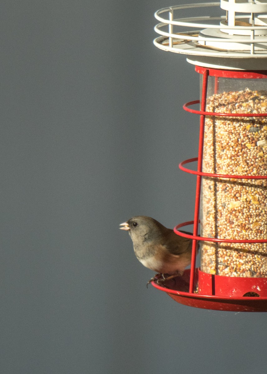 Dark-eyed Junco (Oregon) - ML642794400