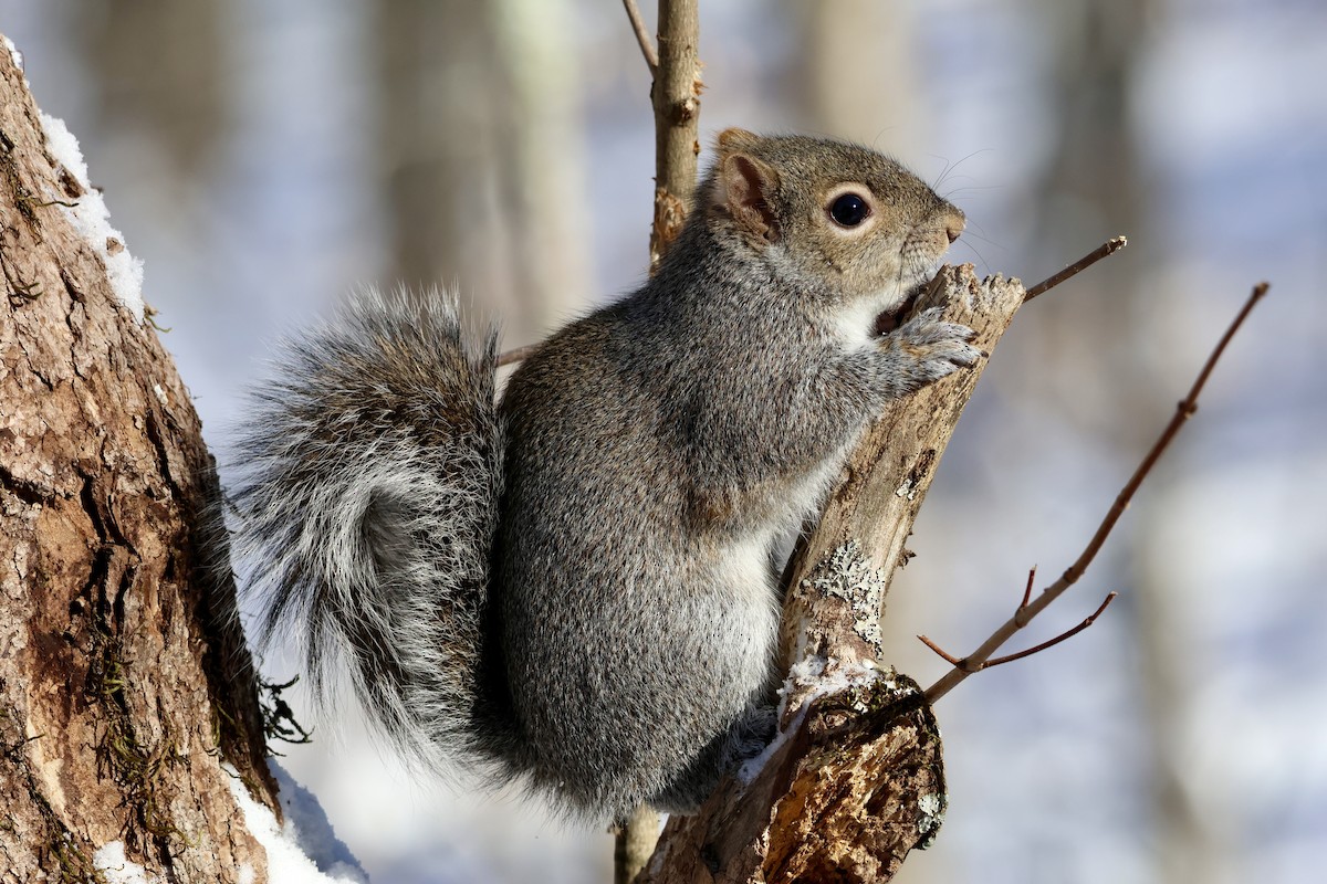 Eastern Gray Squirrel - ML642794425