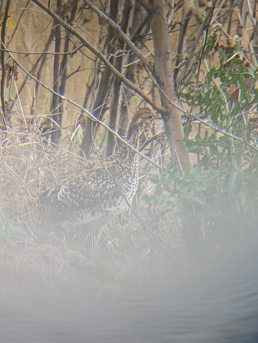 Sharp-tailed Grouse - ML642794434