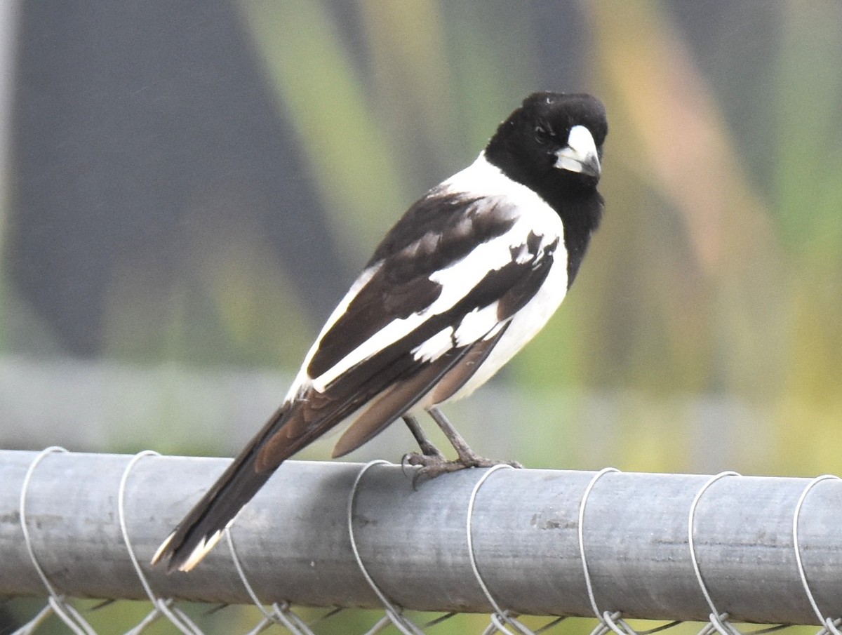 Pied Butcherbird - ML642794441