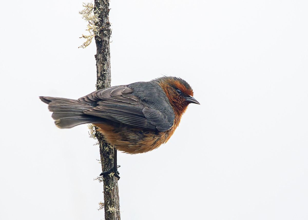 Rufous-browed Conebill - ML642794460