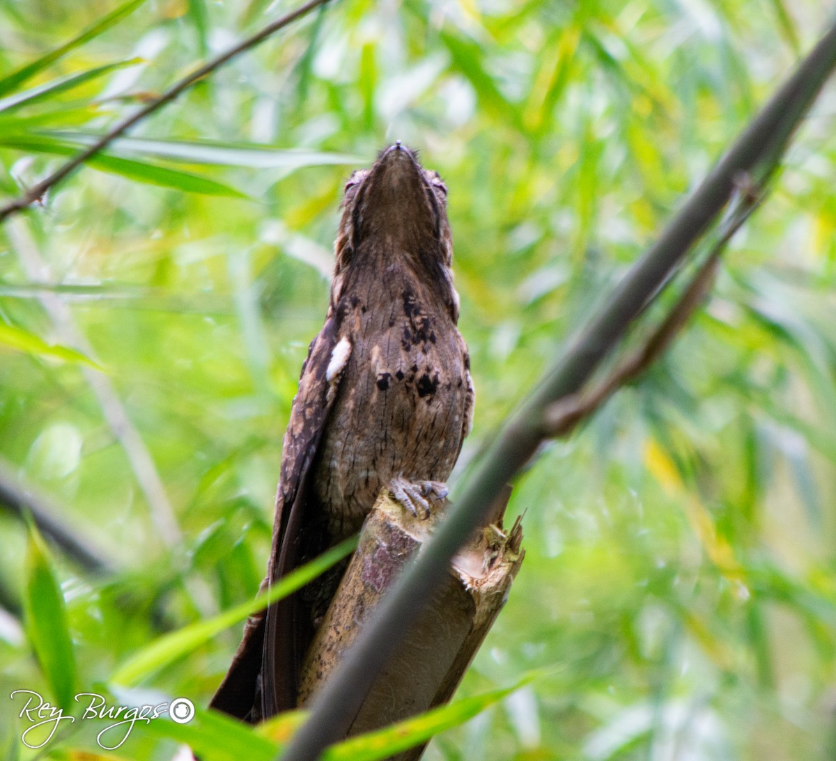 Common Potoo - ML642794465