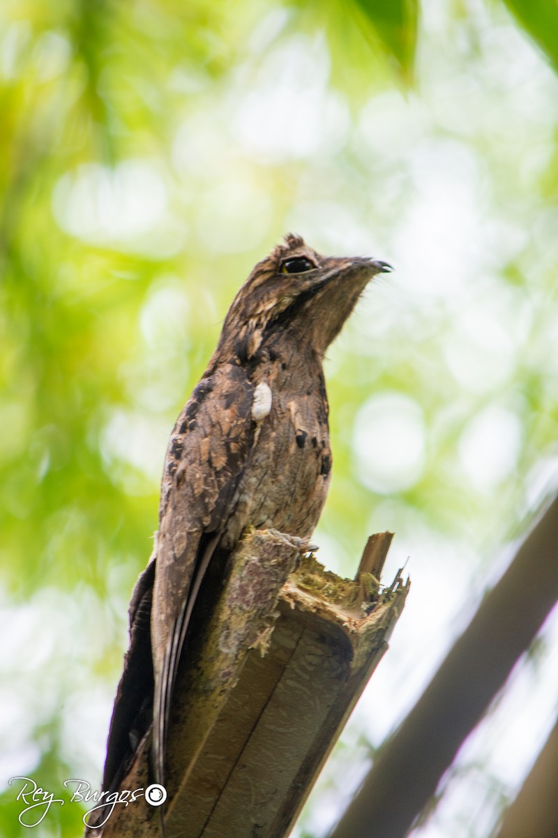 Common Potoo - ML642794466