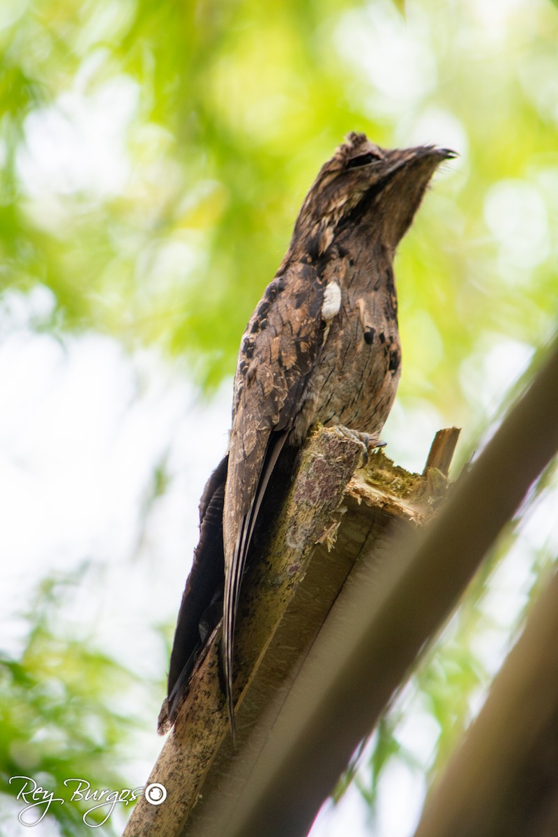 Common Potoo - ML642794467