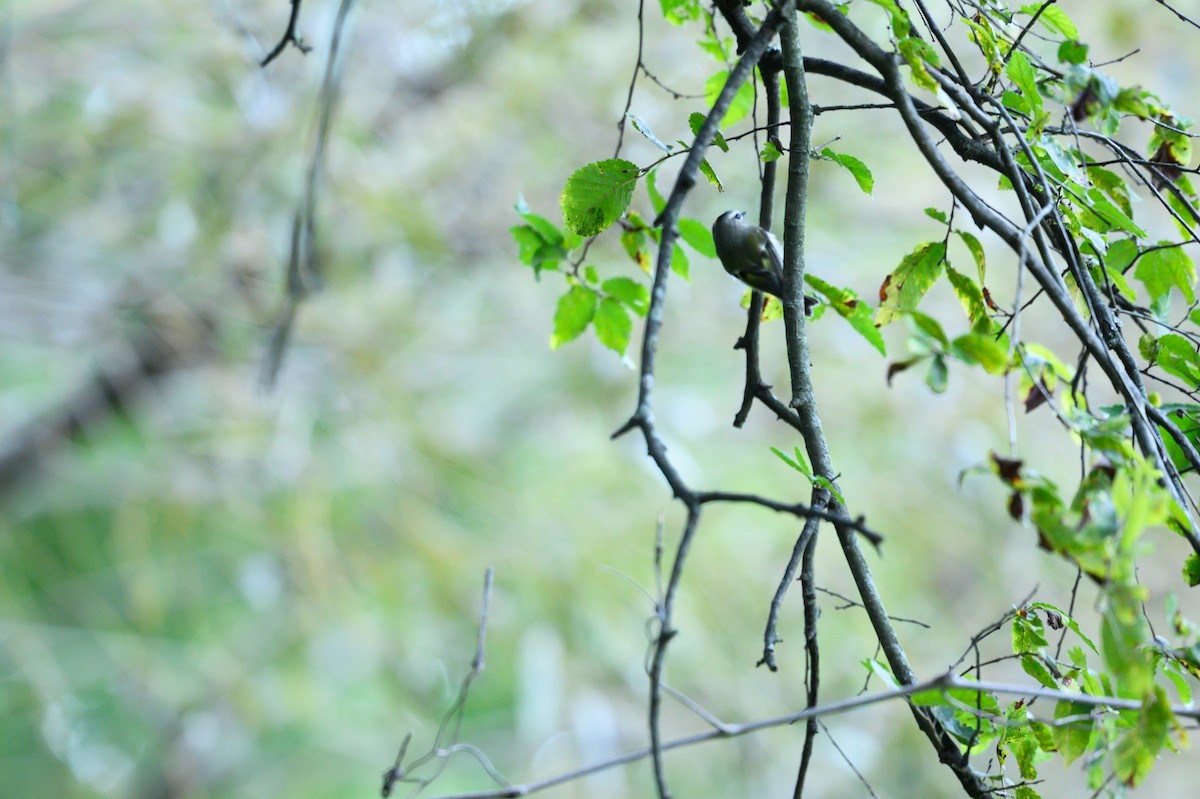 Golden-crowned Kinglet - ML642794470