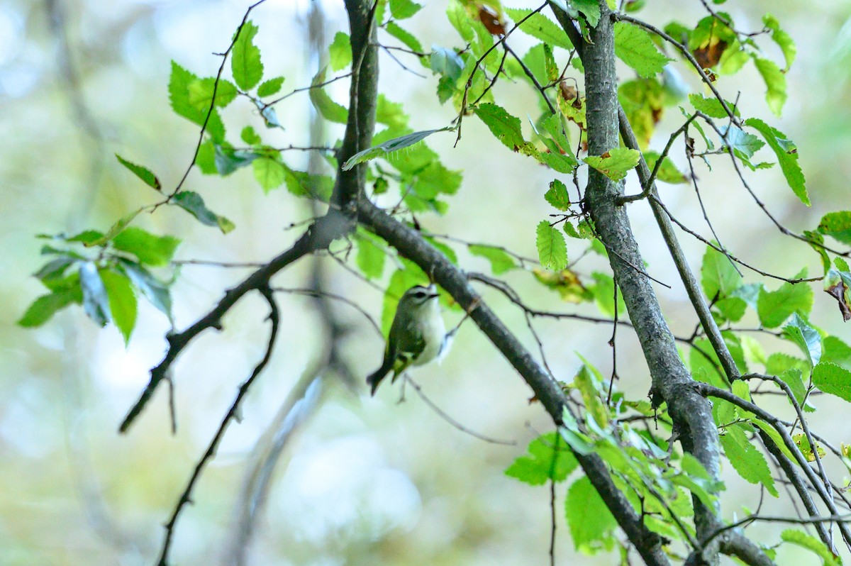 Golden-crowned Kinglet - ML642794471