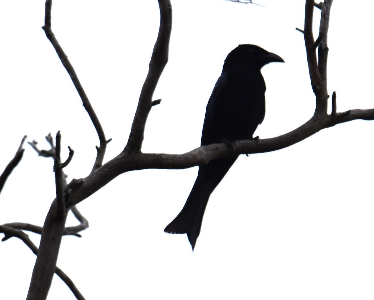 Spangled Drongo - ML642794475