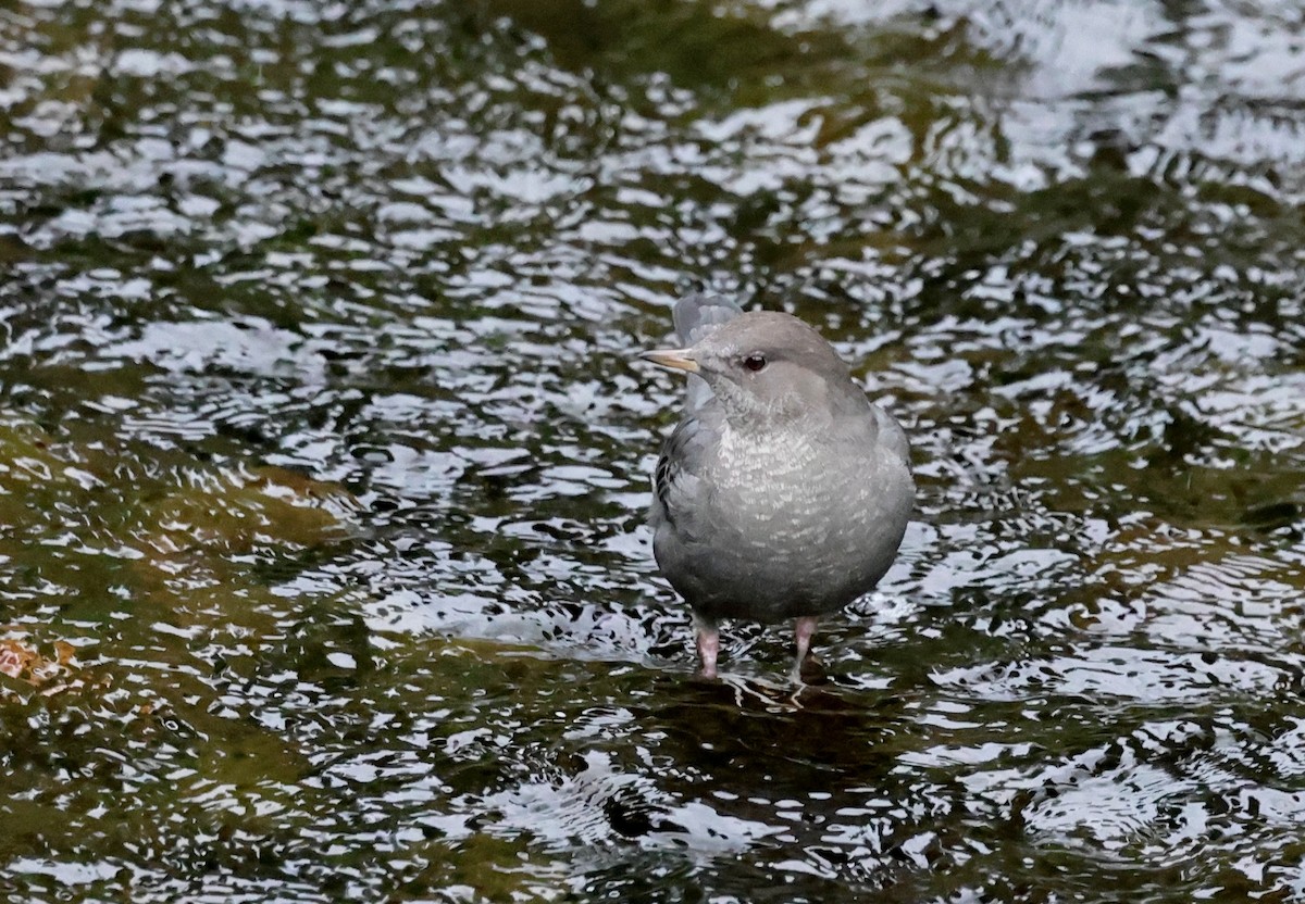 American Dipper - ML642794485