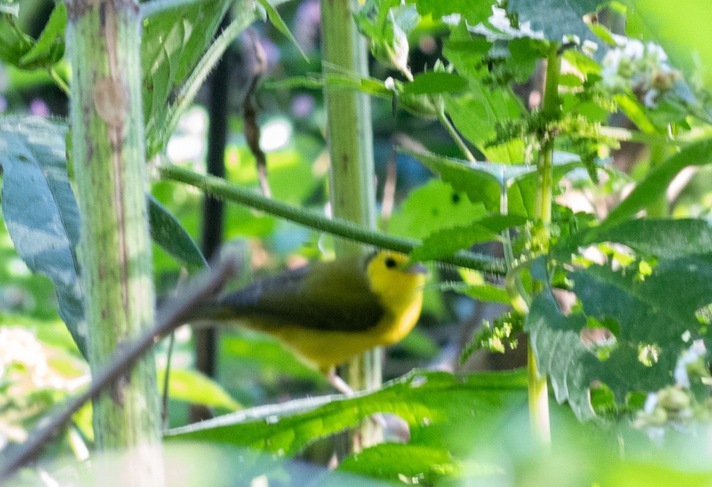 Hooded Warbler - ML642794488